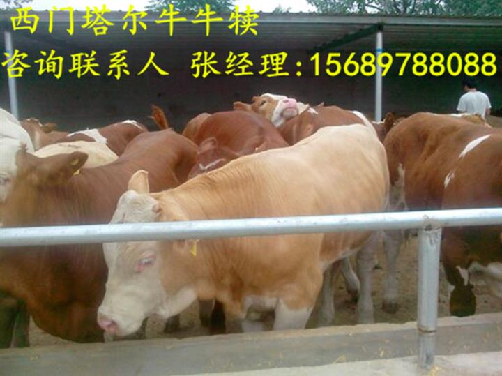 黄牛小牛价格 肉牛养殖 鲁西黄牛养殖场 5