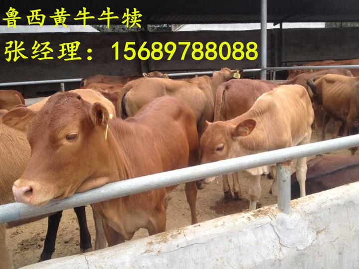 黄牛小牛价格 肉牛养殖 鲁西黄牛养殖场 2
