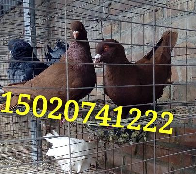 大毛领哪里养殖场价格便宜 观赏鸽元宝鸽养殖场 1