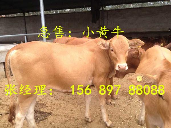 黄牛小牛价格 肉牛养殖 鲁西黄牛养殖场 3