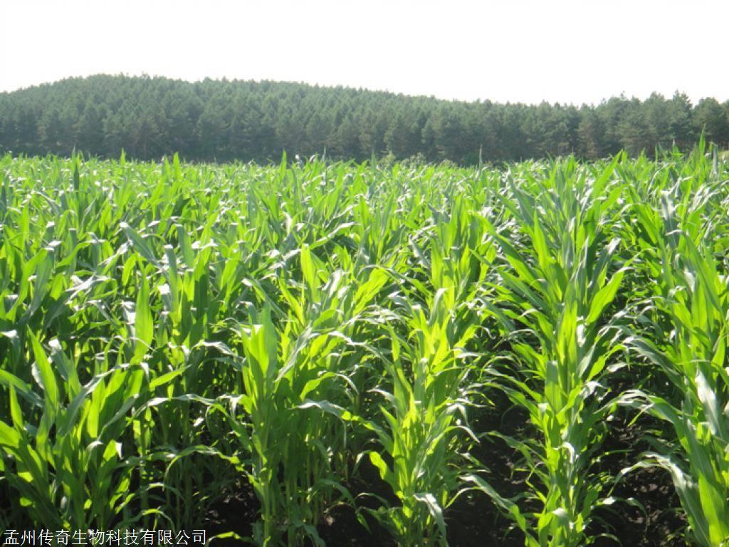 玉米除草剂有哪些，玉清闲牌防除玉米田恶性杂草 1