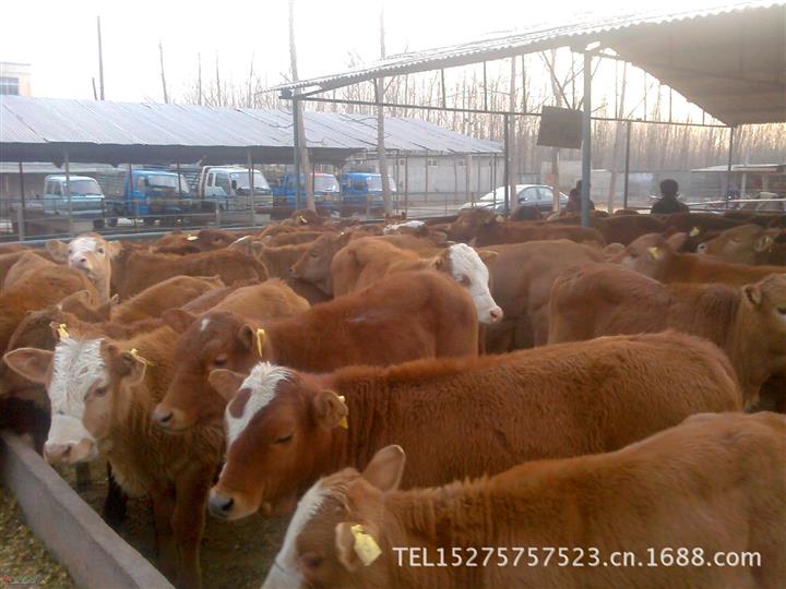 大量供应西门达尔牛 西门达尔牛价格 西门达尔牛养殖场