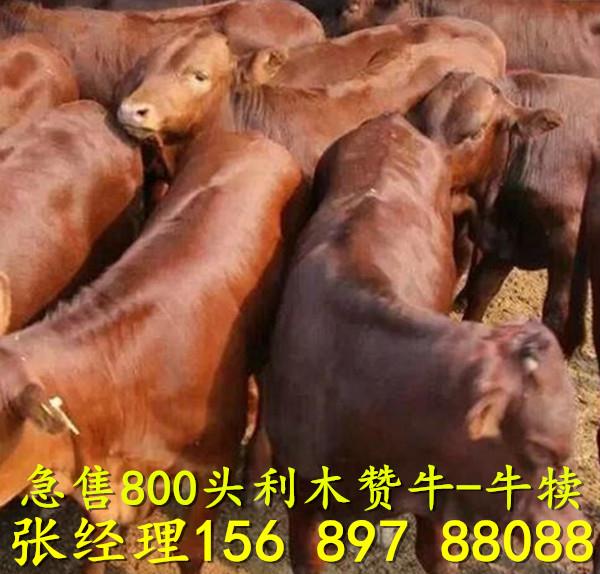 黄牛小牛价格 肉牛养殖 鲁西黄牛养殖场