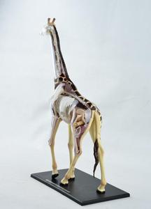 正品4D MASTER长颈鹿标本、解剖模型玩具带器官骨骼HA